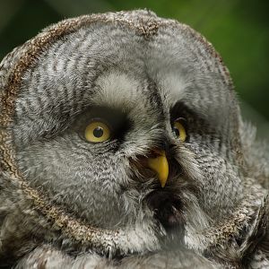 Eurasian great grey owl (Strix nebulosa lapponica), 2013-06-16