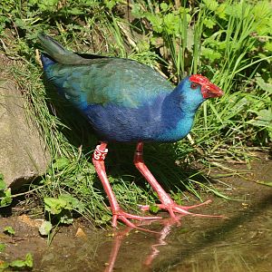 African purple swamphen (Porphyrio madagascariensis), 2015-06-07