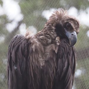 Cinereous vulture (Aegypius monachus), 2020-10-19
