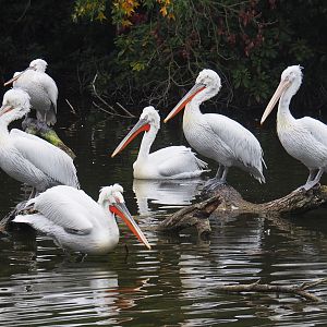 Dalmatian pelicans (Pelecanus crispus), 2020-10-19