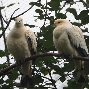 Pied imperial pigeons (Ducula bicolor), 2020-10-19