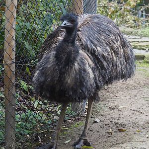 Emu (Dromaius novaehollandiae), 2020-10-19