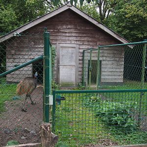Double-wattled cassowary barn, 2020-10-19