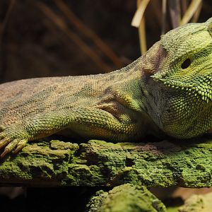 Central bearded dragon (Pogona vitticeps), 2020-10-19