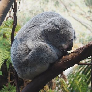 Queensland koala (Phascolarctos cinereus adustus), 2020-10-19