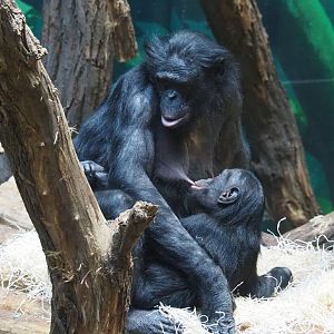 Bonobos (Pan paniscus), 2020-10-19