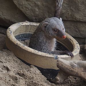 Banded mongoose (Mungos mungo), 2020-10-19