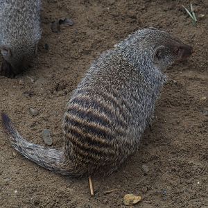 Banded mongoose (Mungos mungo), 2020-10-19