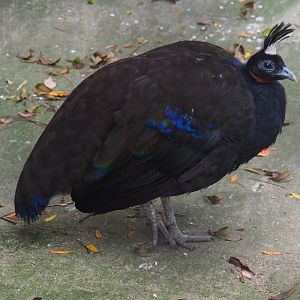 Male Congo peafowl (Afropavo congensis), 2020-10-19