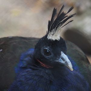 Male Congo peafowl (Afropavo congensis), 2020-10-19