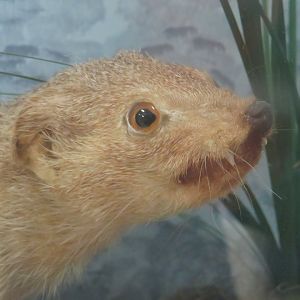 Mr. Magoo taxidermy specimen