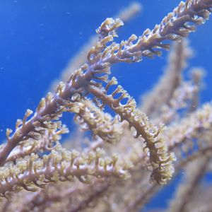 Kenya tree coral