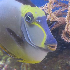Naso tang