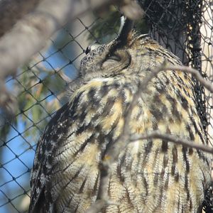 Eurasian eagle owl
