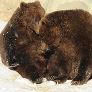 Alaskan brown bear affection
