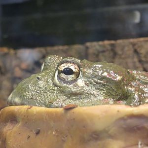 African bullfrog