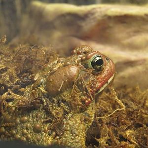 American toad