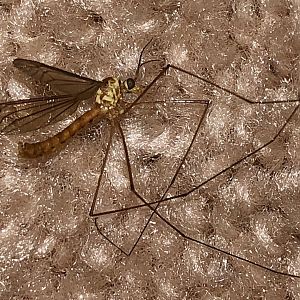 Crane Fly