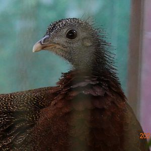 Great Argus (Argusianus argus)