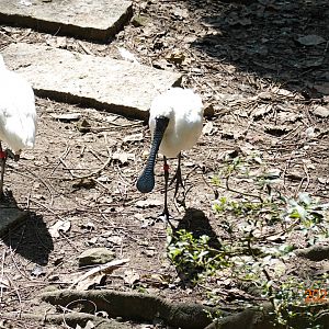 Black-faced Spoonbill (Platalea minor)