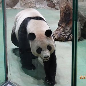 Giant Panda (Ailuropoda melanoleuca)