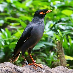 Wings of Asia - Bank Myna (Acridotheres ginginianus)
