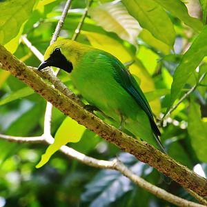 Wings of Asia - Blue-winged Leafbird (Chloropsis cochinchinensis)