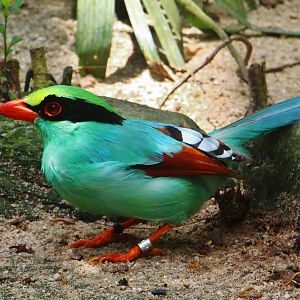 Wings of Asia - Common Green Magpie (Cissa chinensis)