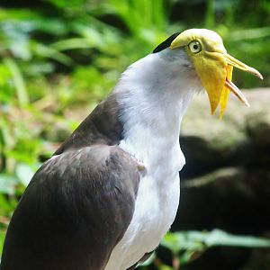 Wings of Asia - Masked Lapwing (Vanellus miles)