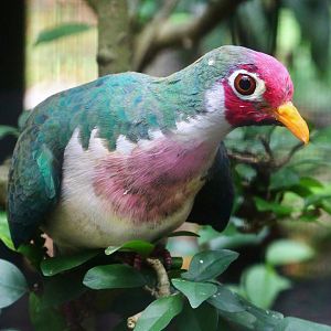Wings of Asia - Jambu Fruit Dove (Ptilinopus jambu)