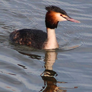 Great crested grebe