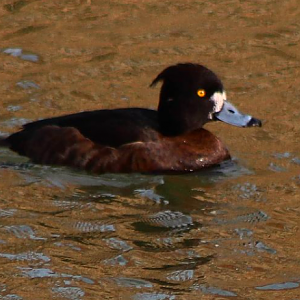 Tufted duck