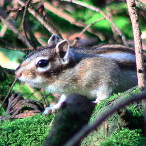 Siberian ground squirrel