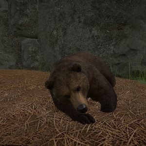 Grizzly Bear taking a Nap