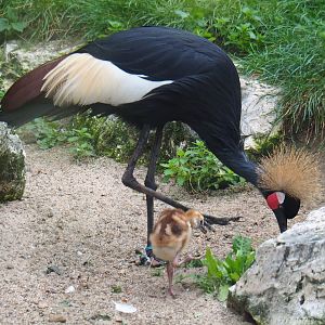 Western black crowned crane with chick (Balearica pavonina pavonina), 2020-10-19