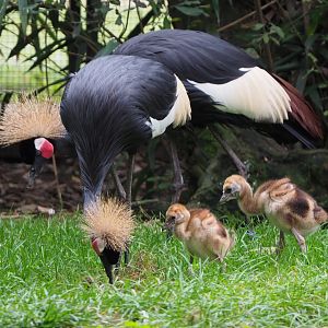 Western black crowned cranes with chicks (Balearica pavonina pavonina), 2020-10-19