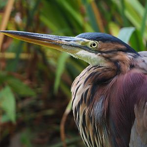Purple heron (Ardea purpurea), 2020-10-19