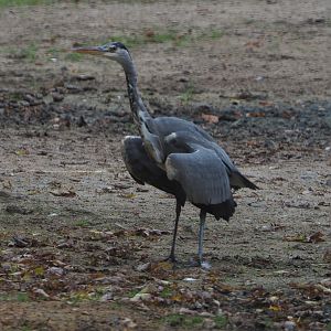 Wild grey heron (Ardea cinerea), 2020-10-19