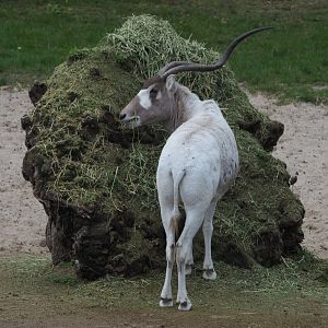 Addax (Addax nasomaculatus), 2020-10-19