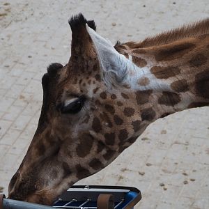 Kordofan giraffe (Giraffa camelopardalis antiquorum), 2020-10-19