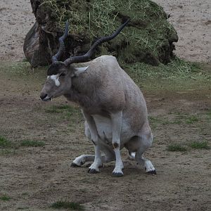 Addax (Addax nasomaculatus), 2020-10-19