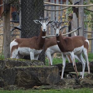 Mhorr gazelles (Nanger dhama mhorr), 2020-10-19