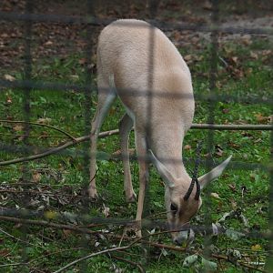 Slender-horned gazelles (Gazella leptoceros), 2020-10-19