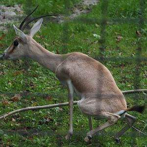 Slender-horned gazelle (Gazella leptoceros), 2020-10-19