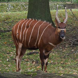 Mountain bongo (Tragelaphus eurycerus isaaci), 2020-10-19