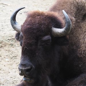 American Plains bison (Bison bison bison), 2020-10-19