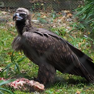 Cinereous vulture with breakfast (Aegypius monachus), 2020-10-19