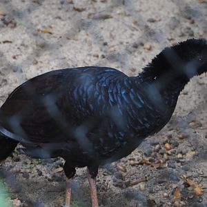 Crestless curassow (Mitu tomentosum), 2020-10-19
