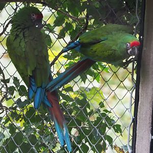 Mexican military macaws (Ara militaris mexicana), 2020-10-19