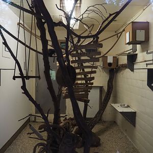 Indoor housing Geoffroy's marmosets, 2020-10-19